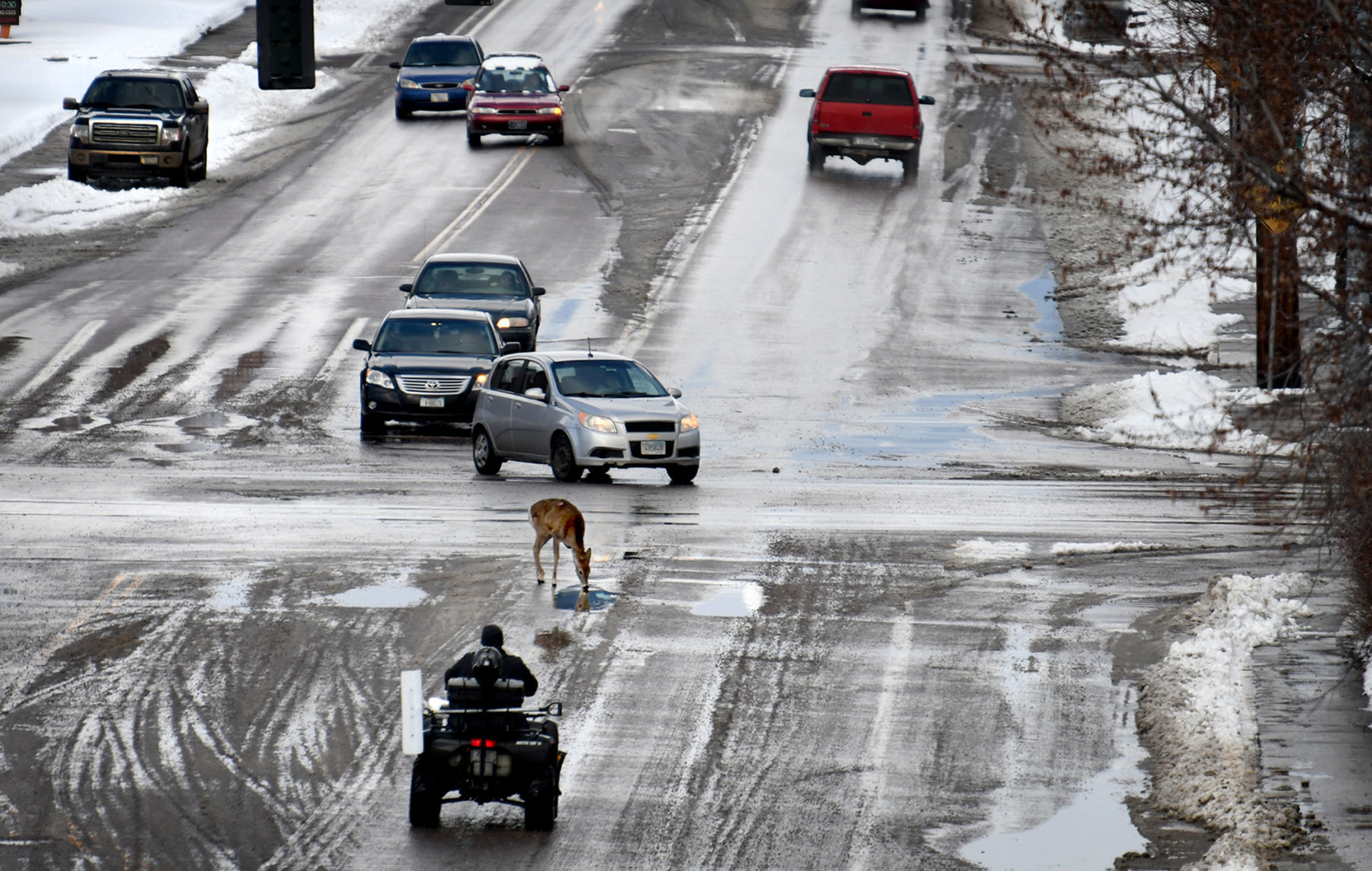 Urban deer in Missoula